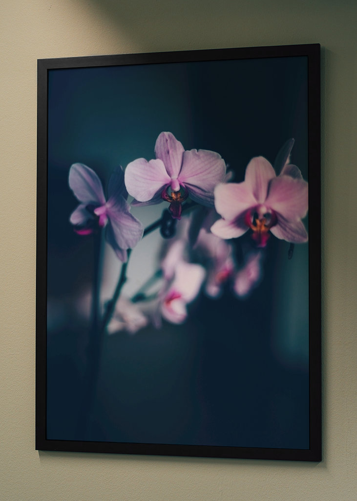 Phalaenopsis Brudorkidé