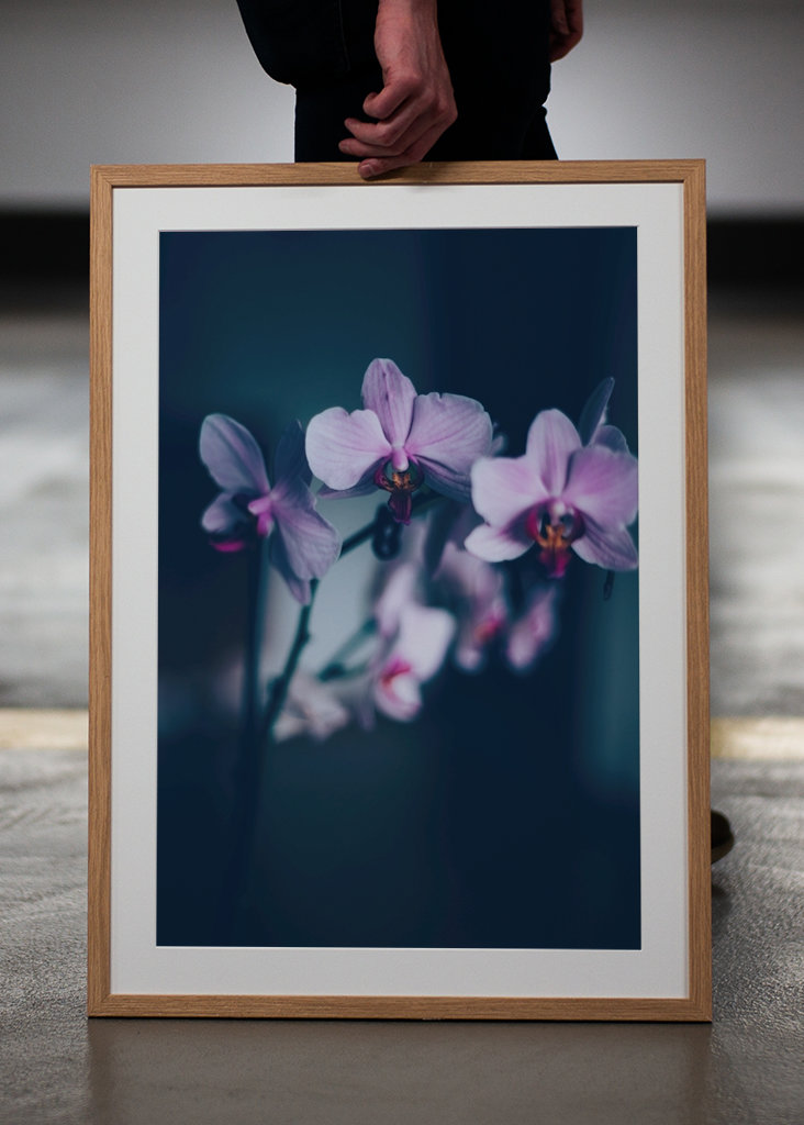 Phalaenopsis Brudorkidé