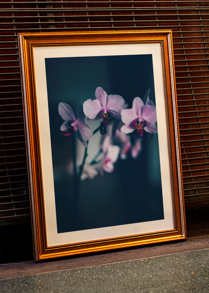 Phalaenopsis Brudorkidé