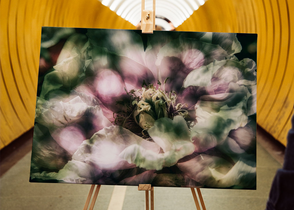 La peonía a la luz del sol