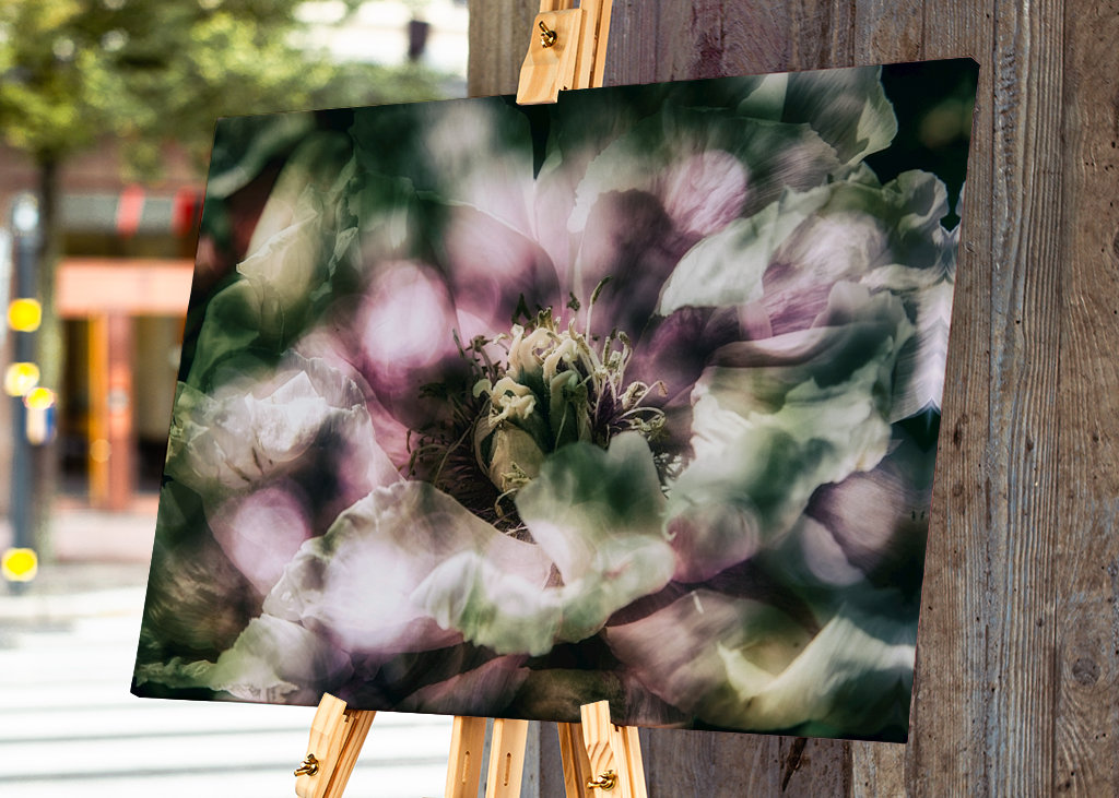La peonía a la luz del sol