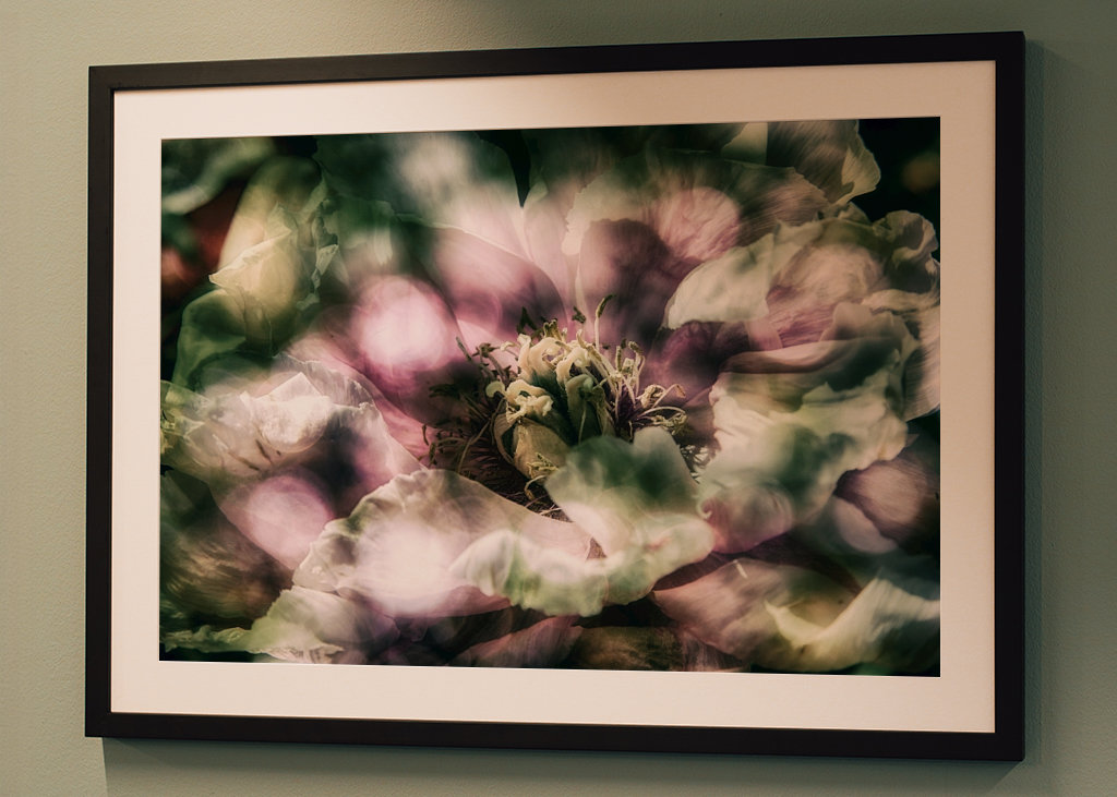 La peonía a la luz del sol