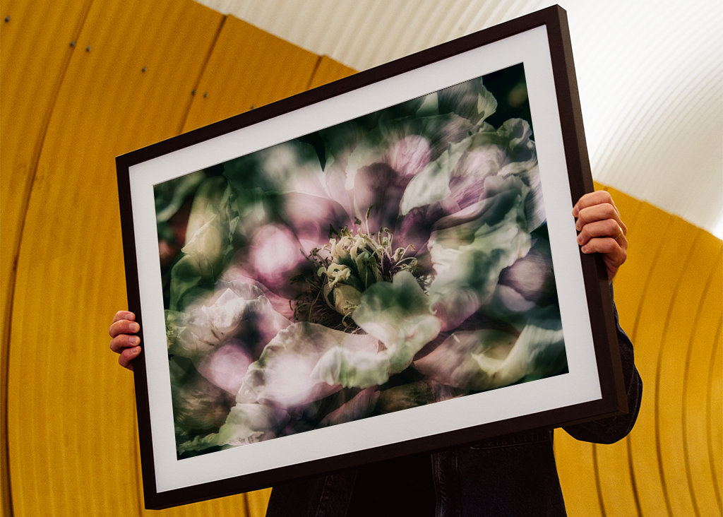 La peonía a la luz del sol