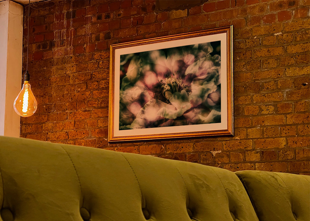 La peonía a la luz del sol