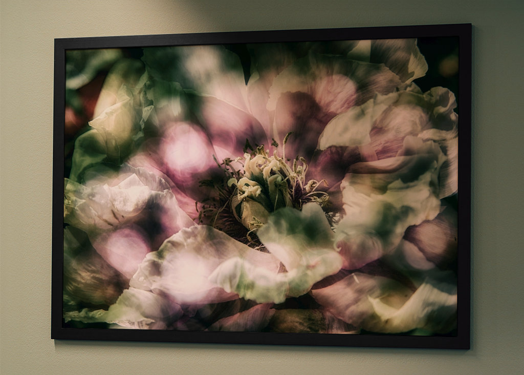 La peonía a la luz del sol