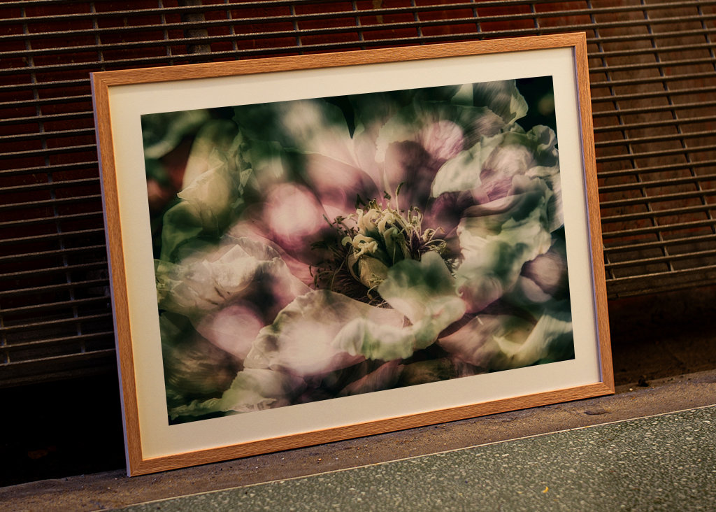 La peonía a la luz del sol