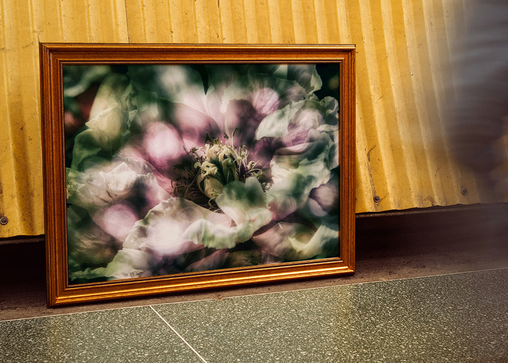 La peonía a la luz del sol