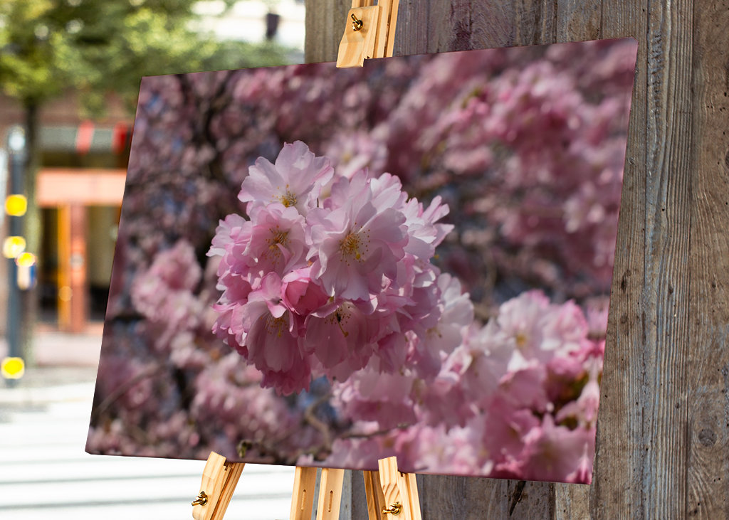 Japansk blomst kirsebær