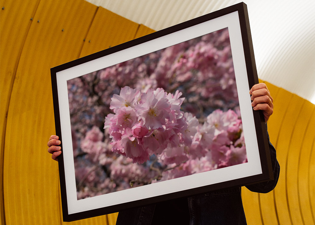Japansk blomst kirsebær