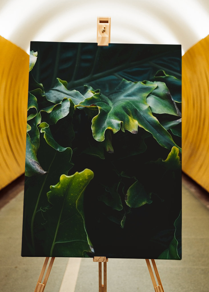 Desert Garden, Philodendron