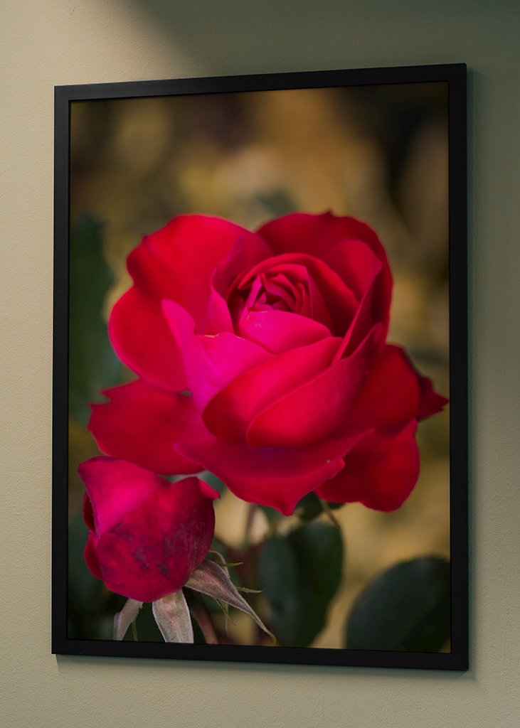 Czerwona róża - symbol miłości