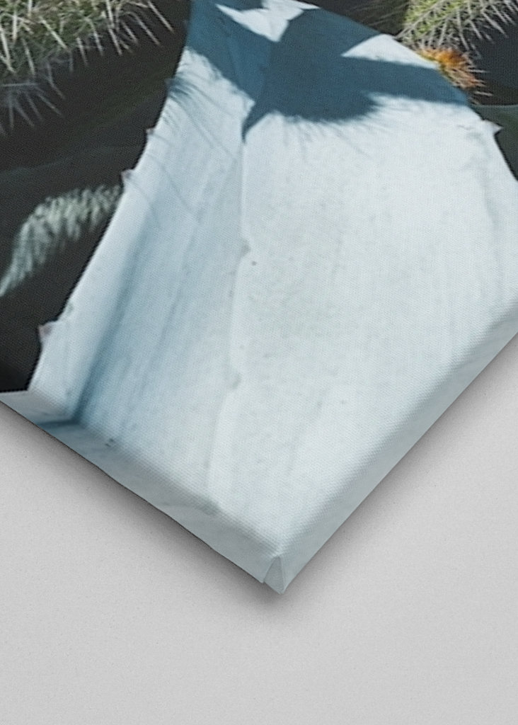 Desert Garden, Cacti