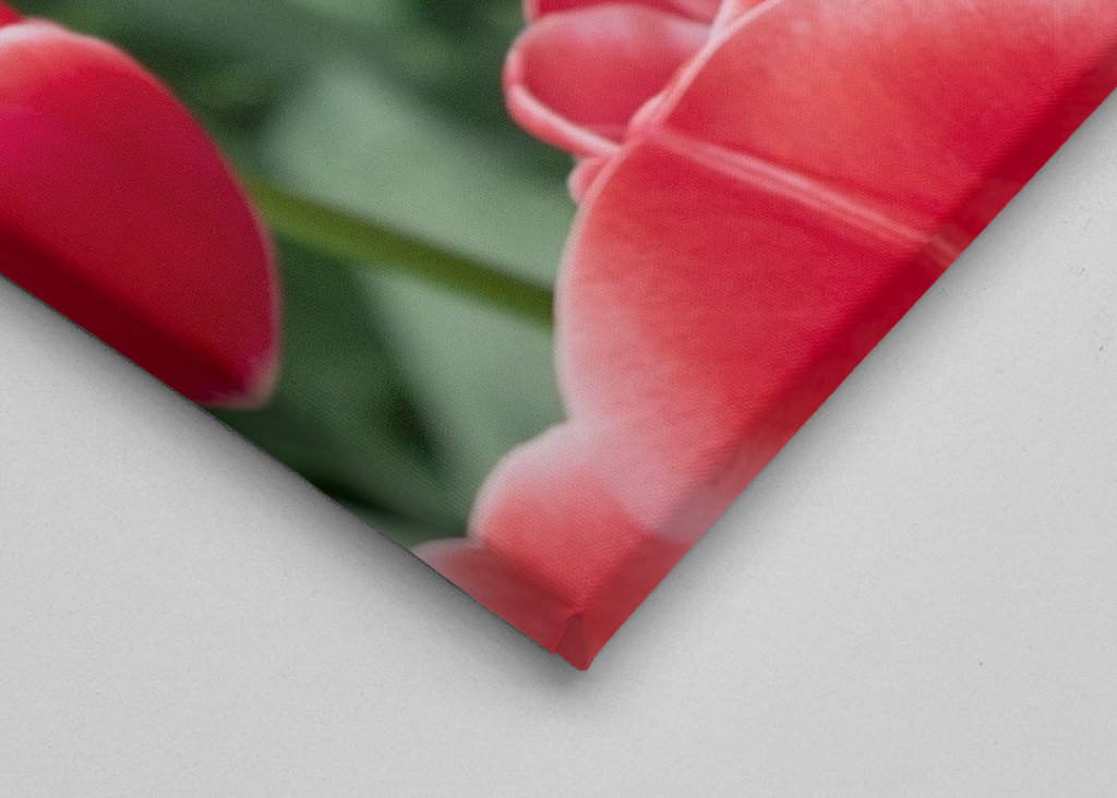 Paysage des tulipes rouges