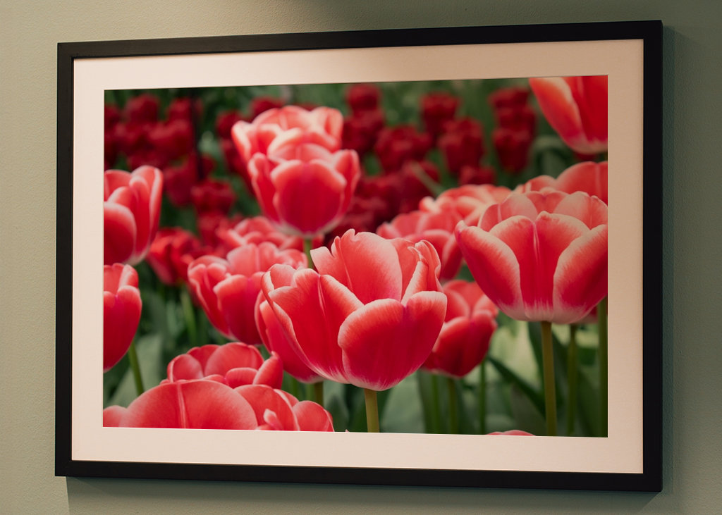 Paysage des tulipes rouges