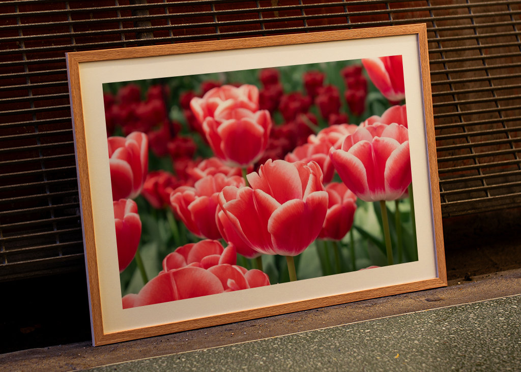 Paysage des tulipes rouges