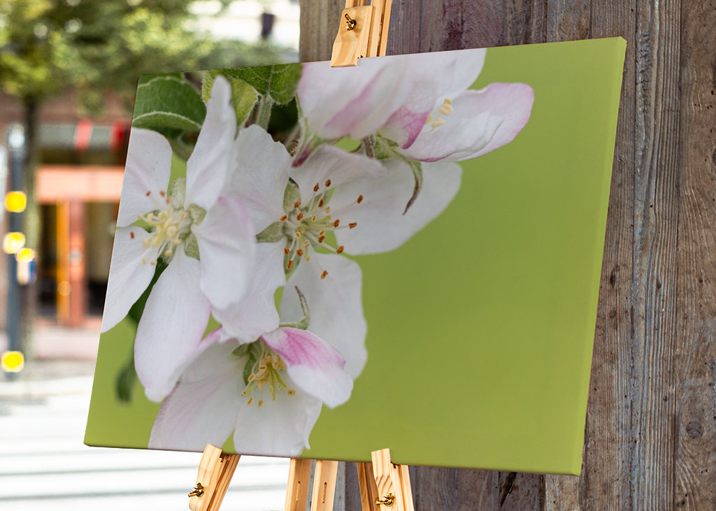 Flor de manzano silvestre