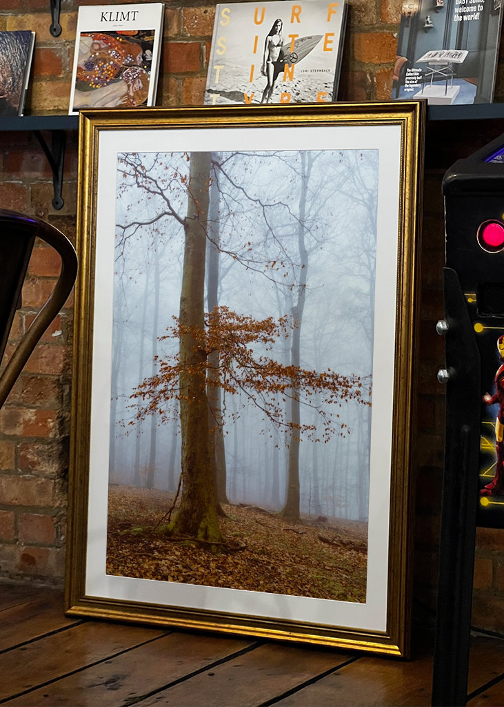 Autumn Woodland Silence