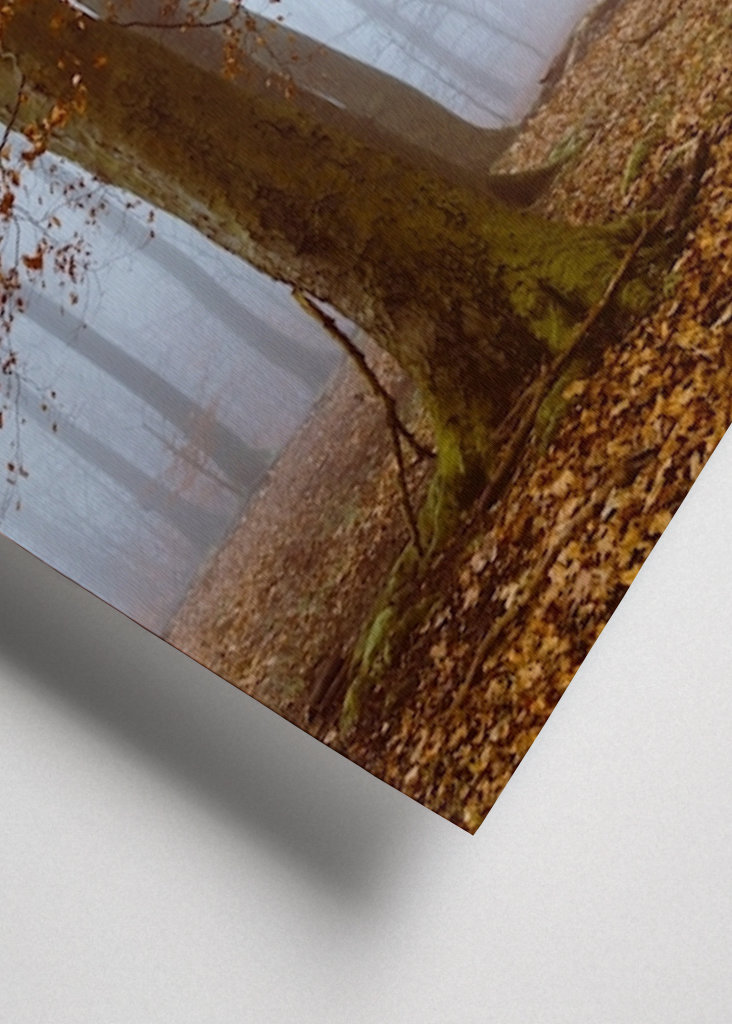 Autumn Woodland Silence