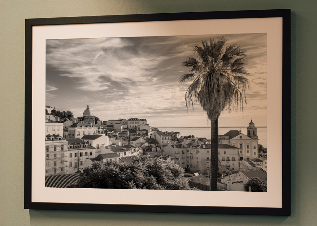 Palmtree om sommeren