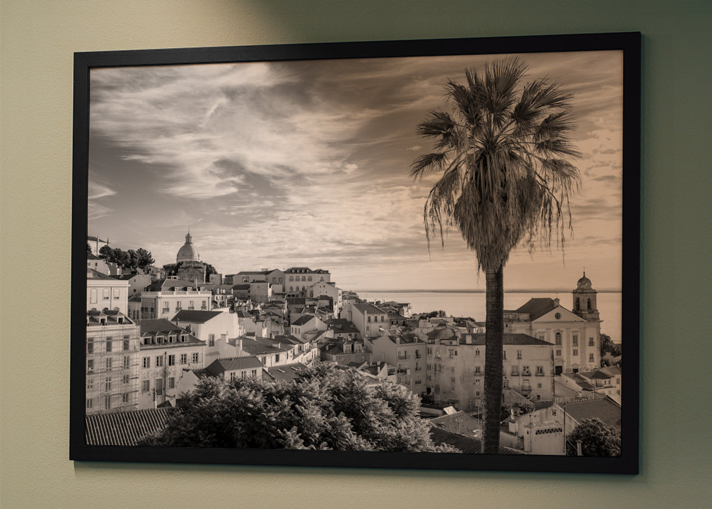 Palmtree om sommeren