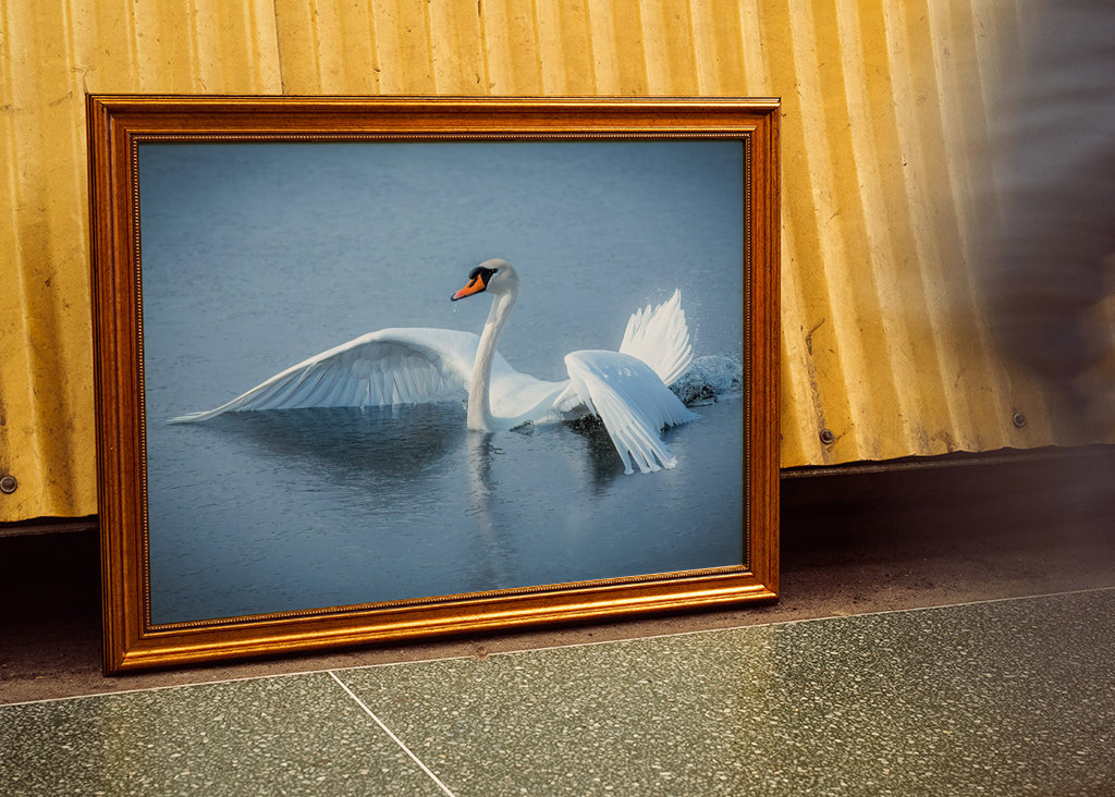 Cisne que se estrelló contra el hielo