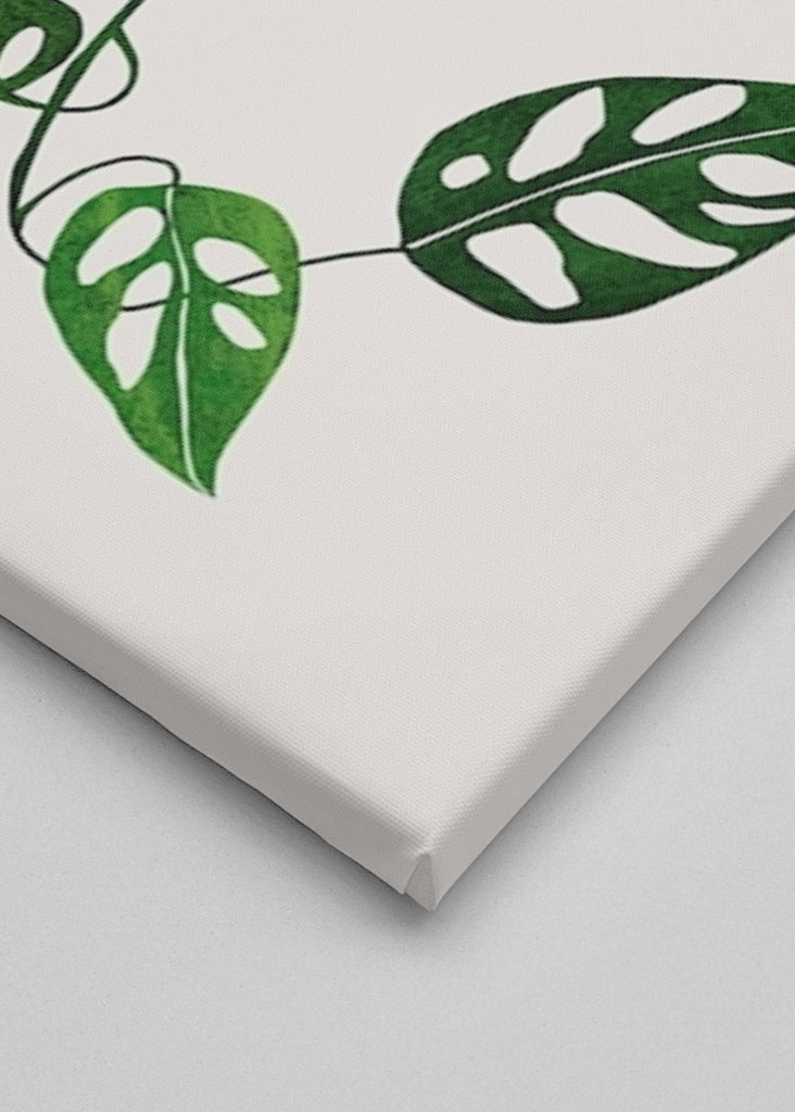 Monstera Obliqua plant