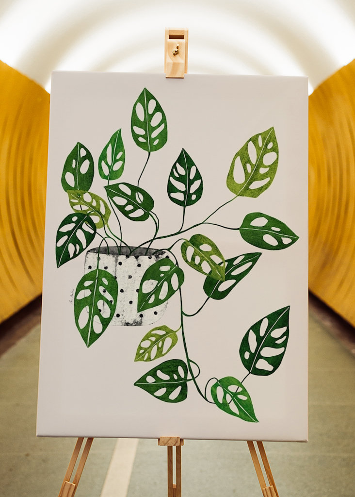 Monstera Obliqua plant