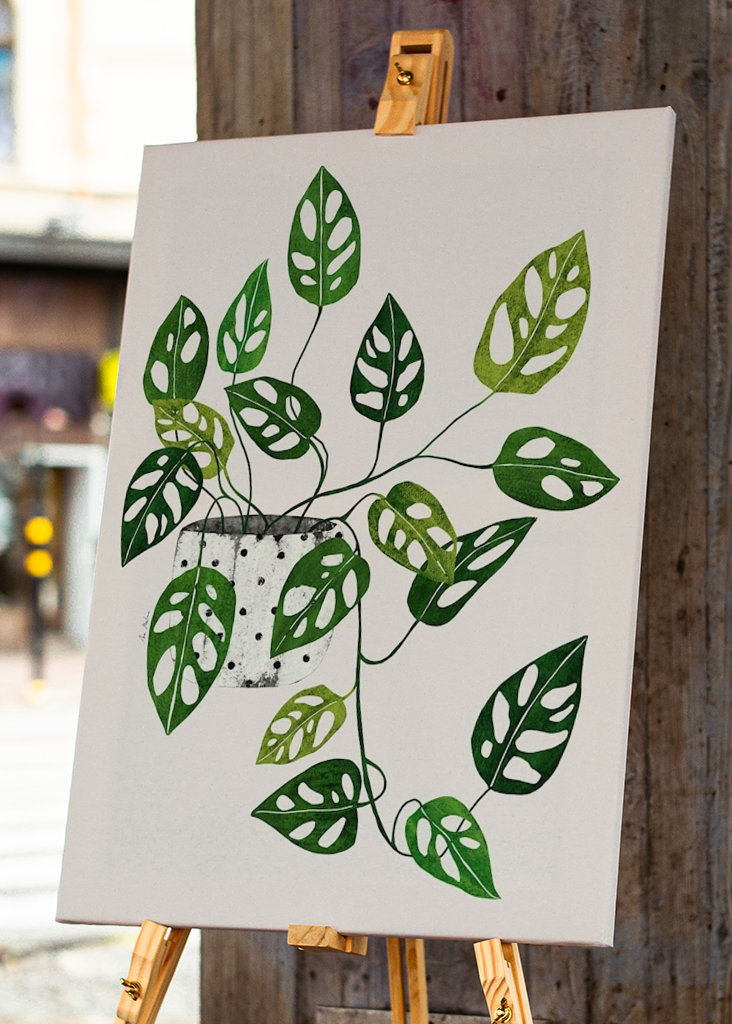 Monstera Obliqua plant