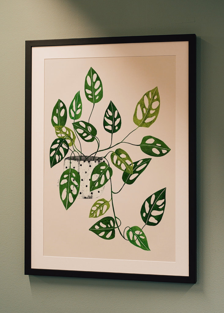 Monstera Obliqua plant