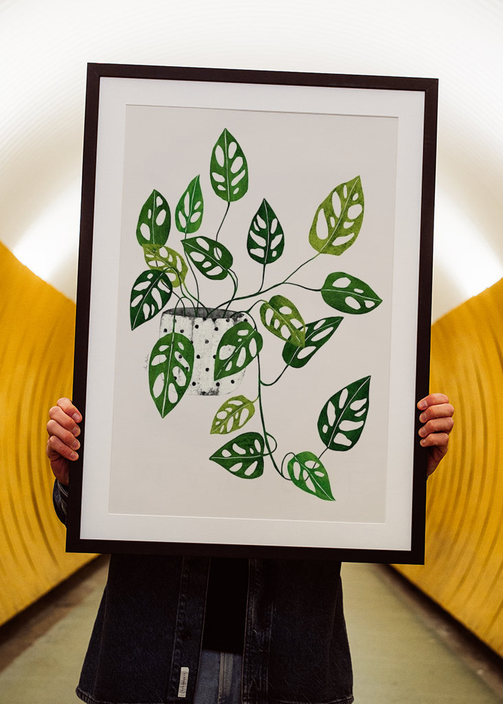 Monstera Obliqua plant