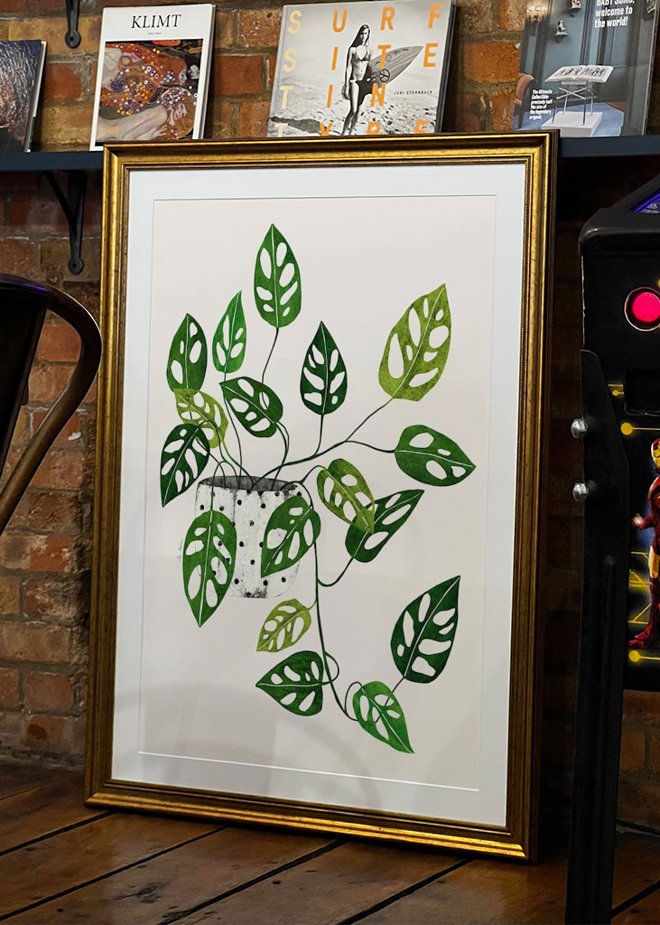 Monstera Obliqua plant