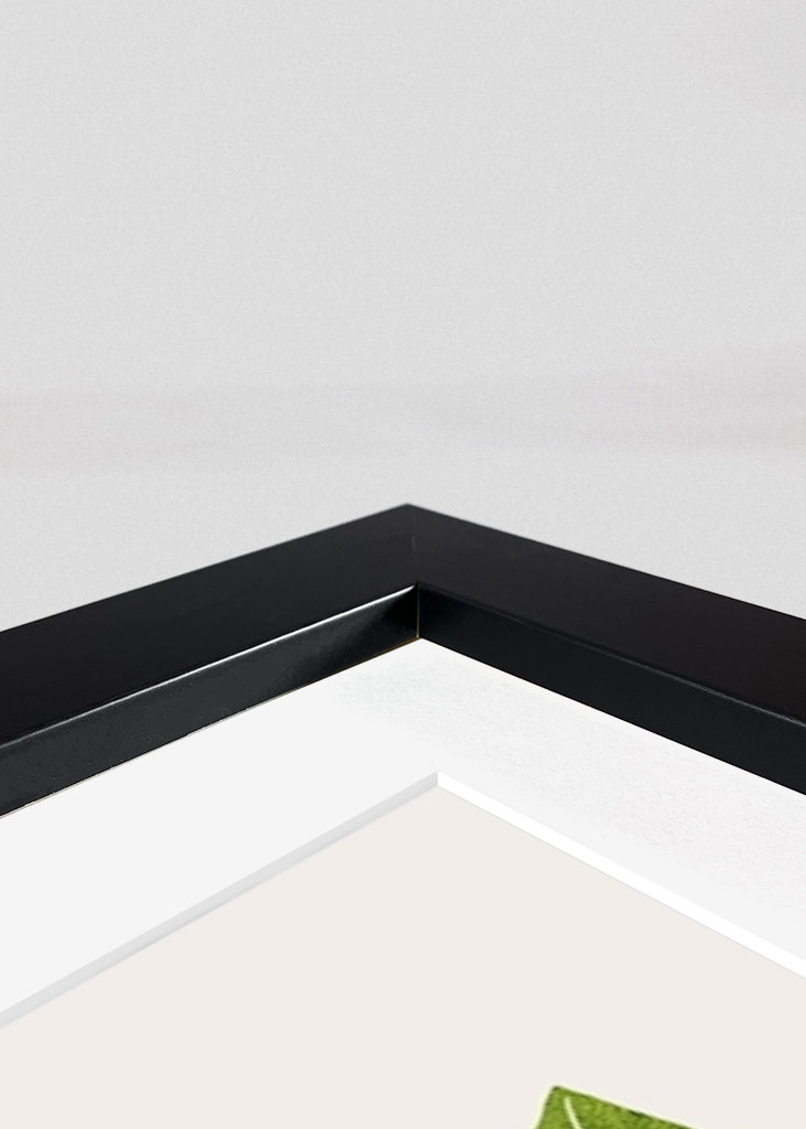 Monstera Obliqua plant