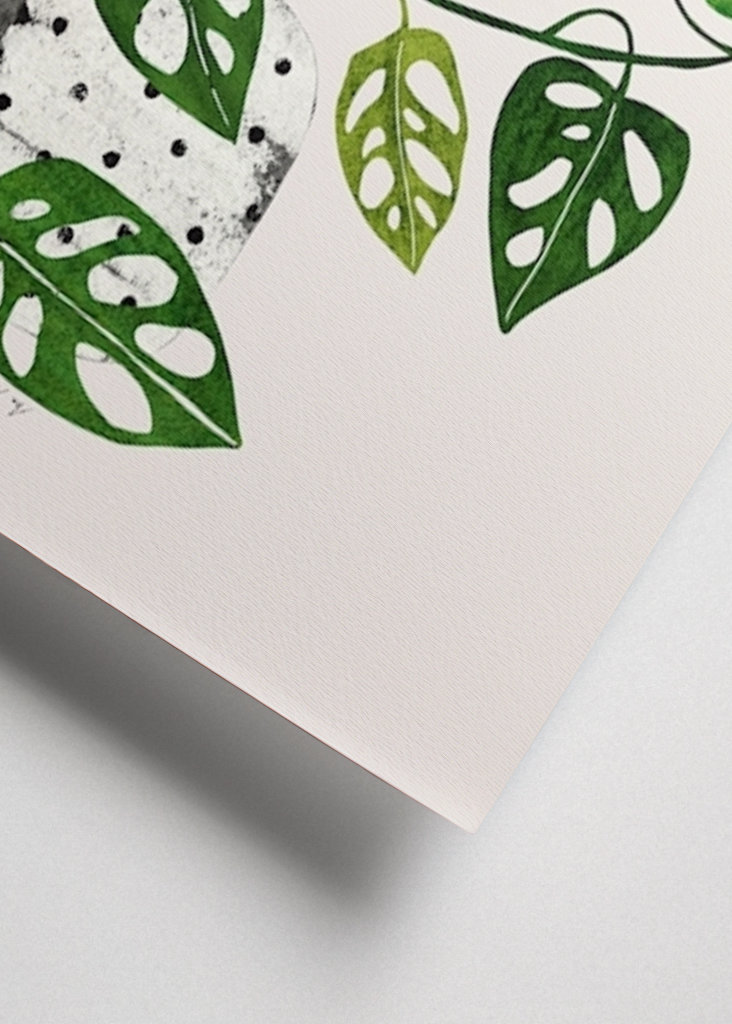 Monstera Obliqua plant