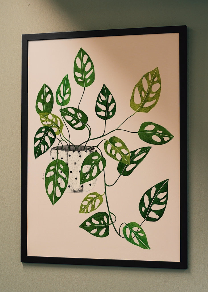 Monstera Obliqua plant