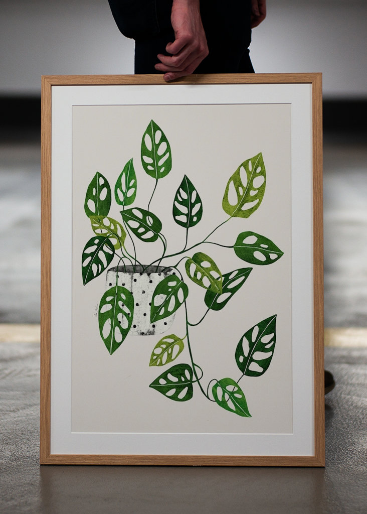 Monstera Obliqua plant