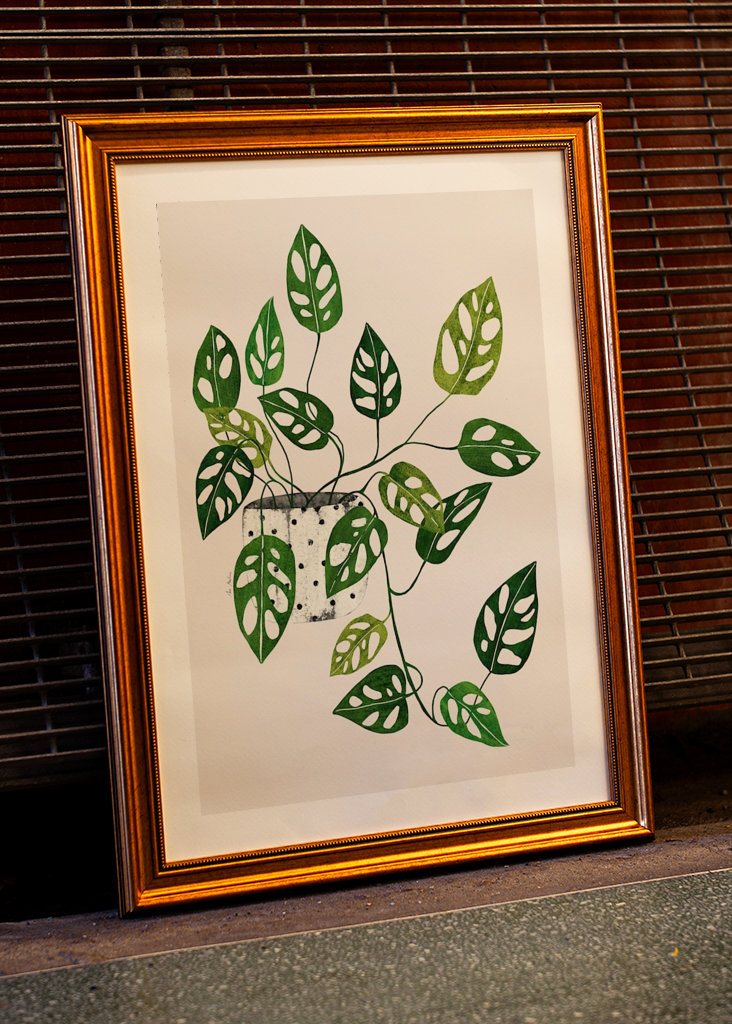 Monstera Obliqua plant