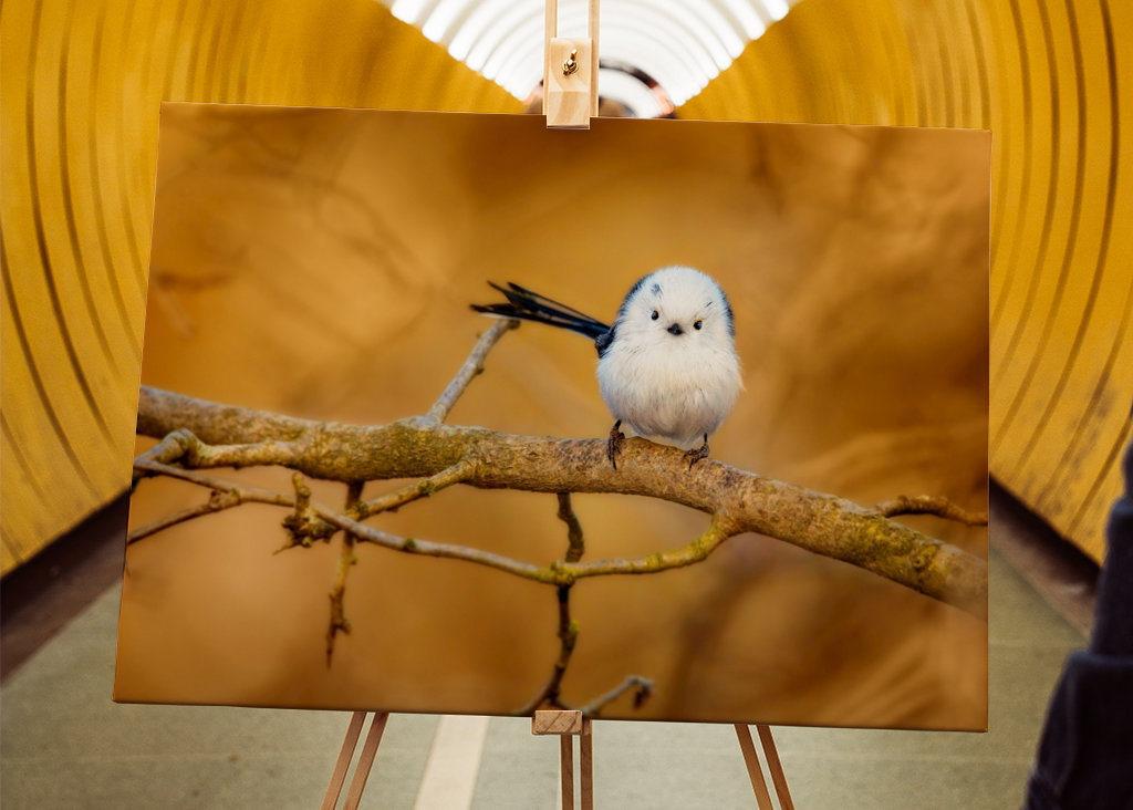 Dühös madár hosszúfarkú