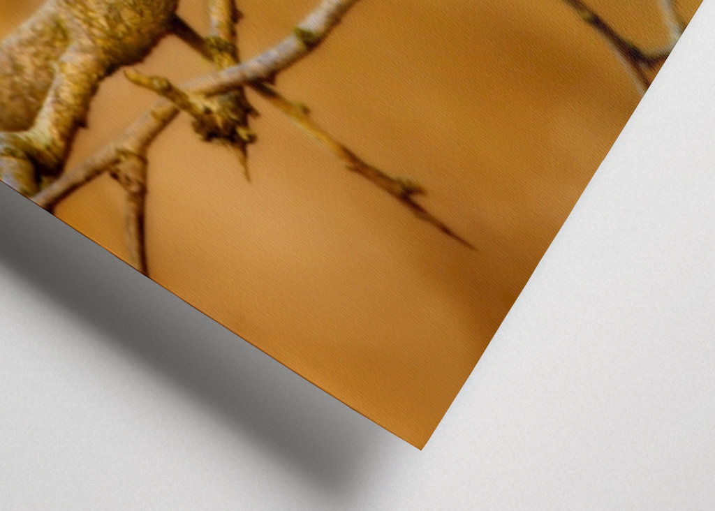 Dühös madár hosszúfarkú