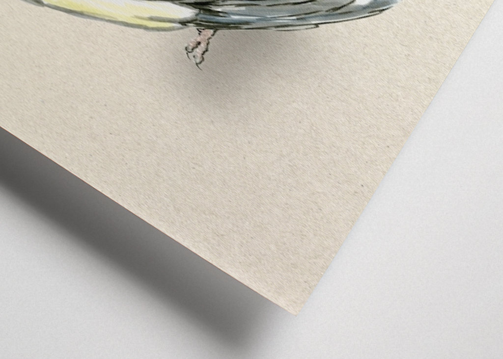 Szczotkowanie cockatiel