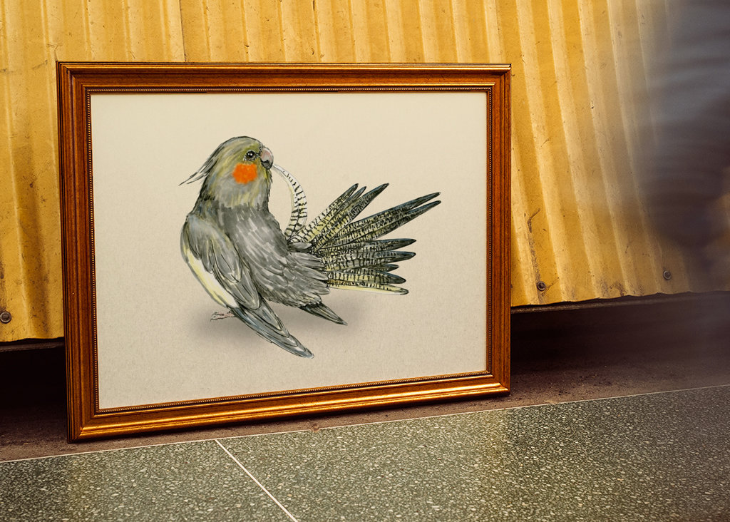 Szczotkowanie cockatiel