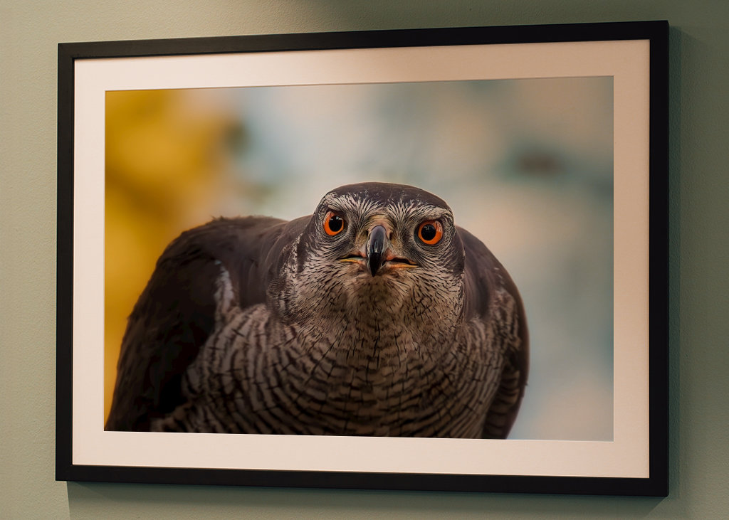 Jastrab hrá nahnevanú hru