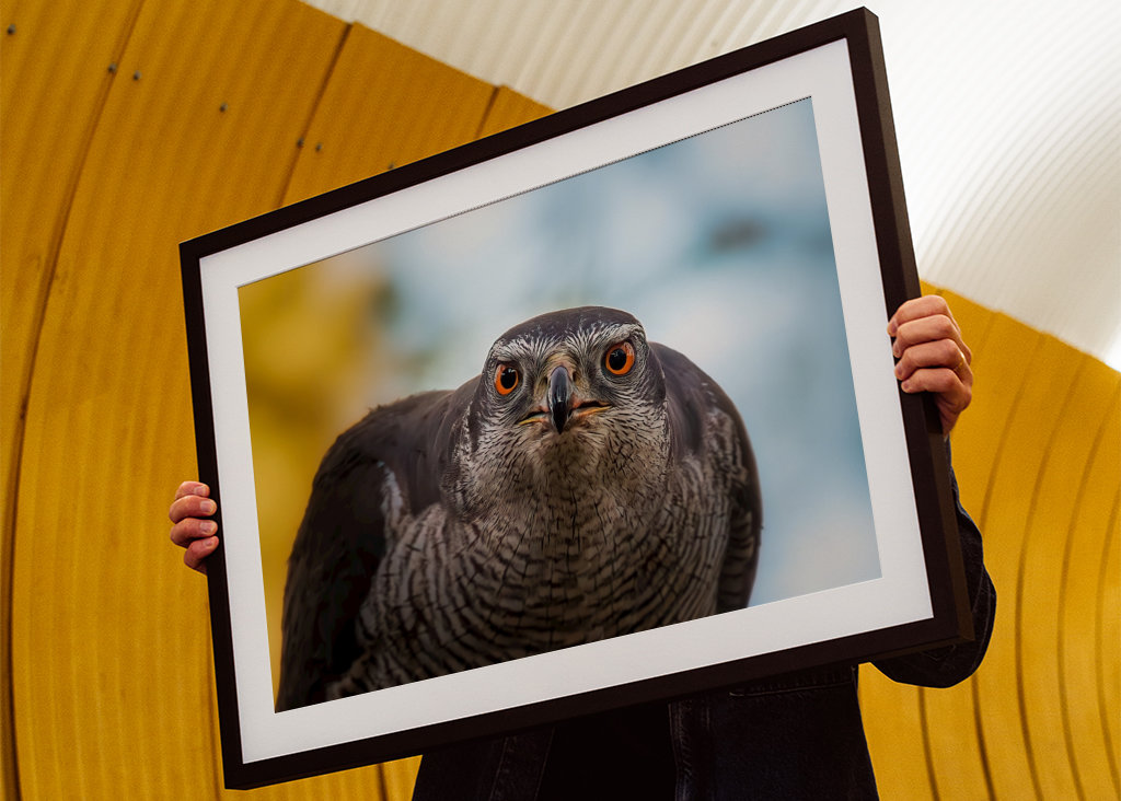 Jastrab hrá nahnevanú hru