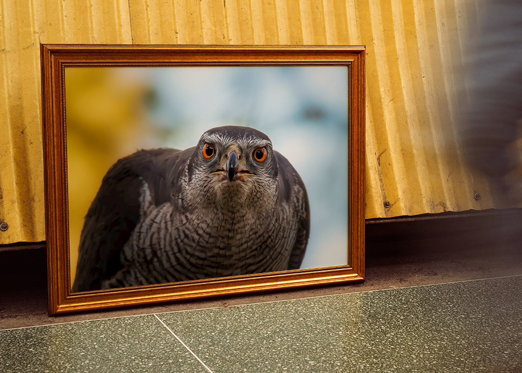 Jastrab hrá nahnevanú hru