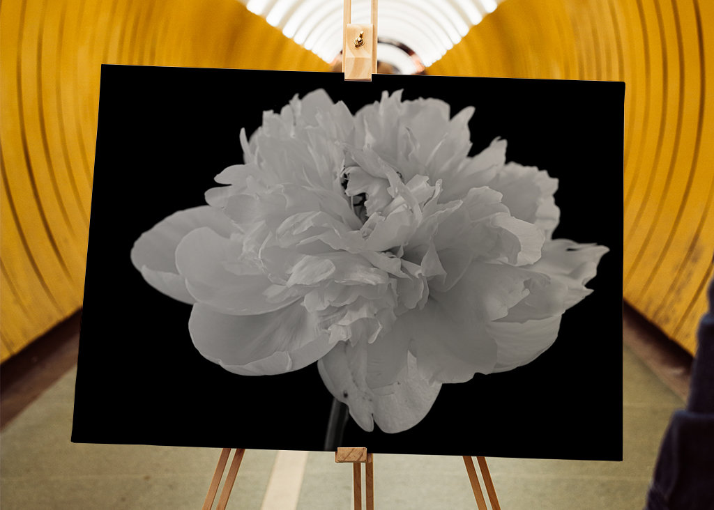 Peony black & white