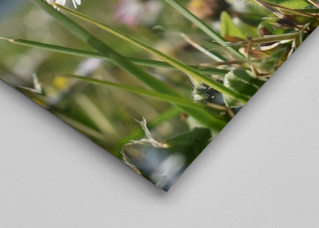 Gänseblümchenwiese