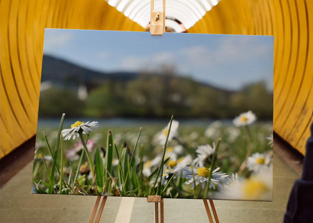 Gänseblümchenwiese