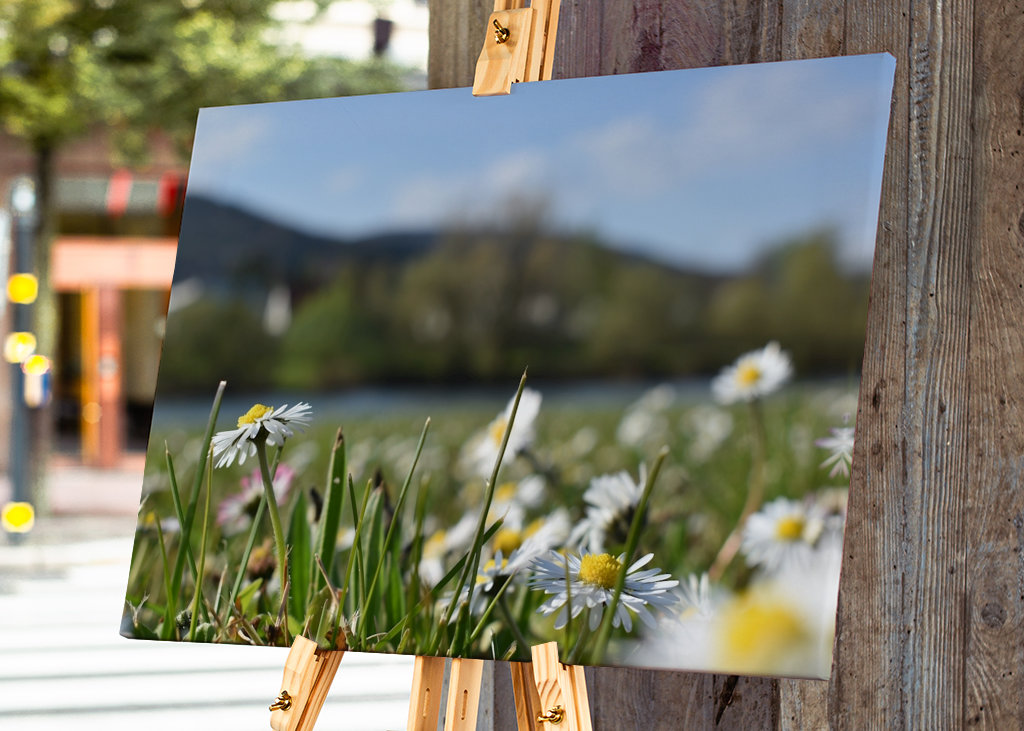 Gänseblümchenwiese