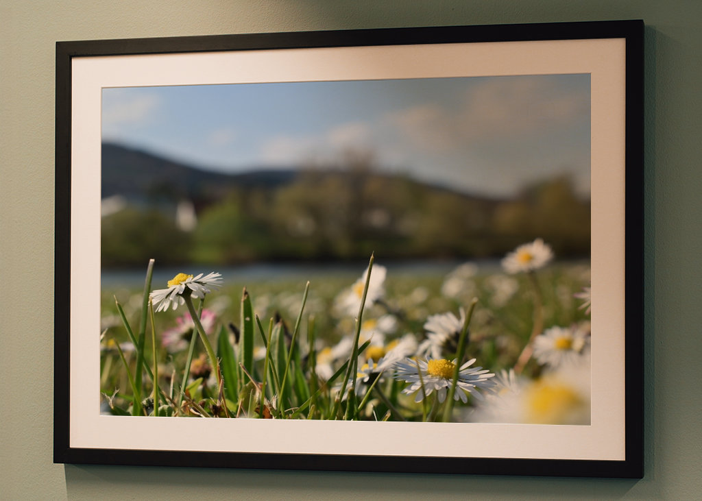 Gänseblümchenwiese