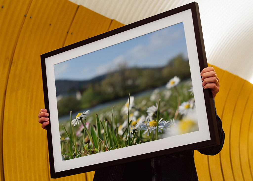 Gänseblümchenwiese