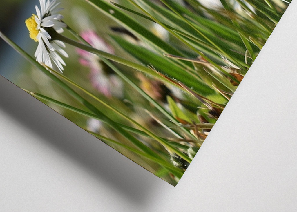 Gänseblümchenwiese